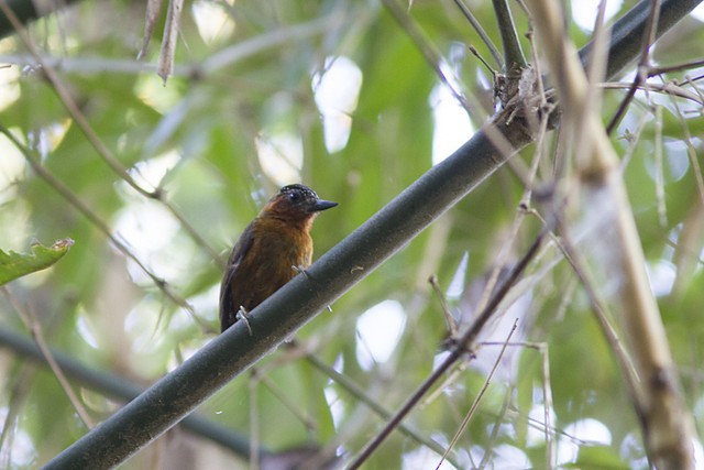 Rufous-breasted Piculet - ML197415921