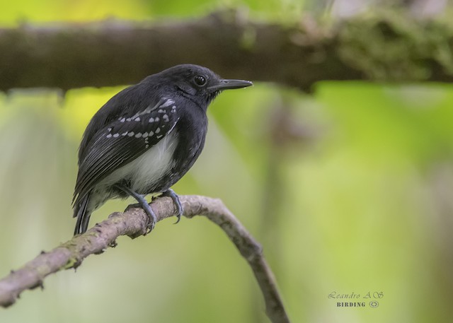 White-flanked Antwren - eBird