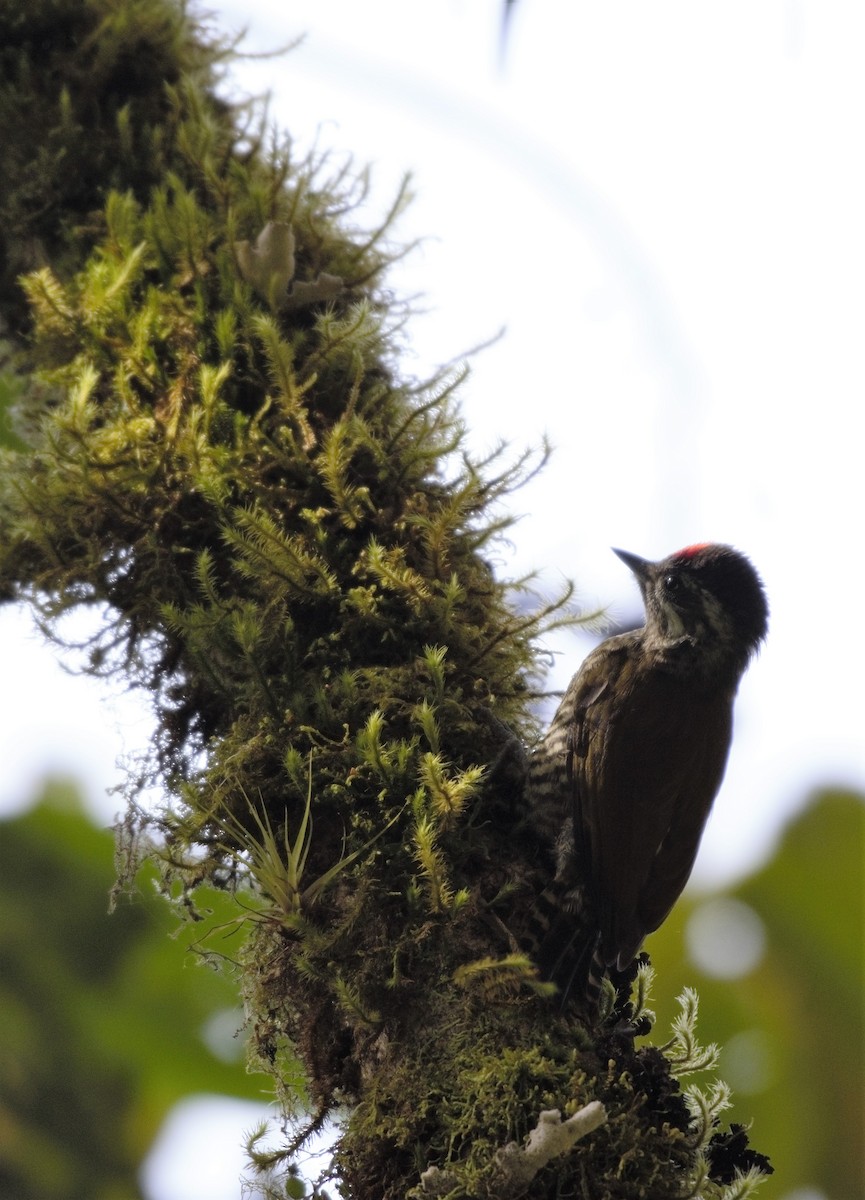 Bar-bellied Woodpecker - Erik Ostrander
