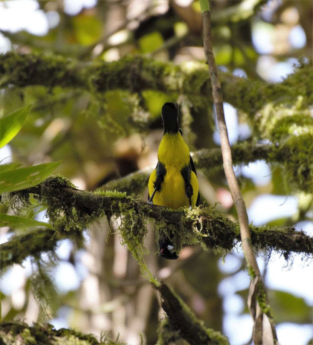 Hooded Mountain Tanager - ML197424631
