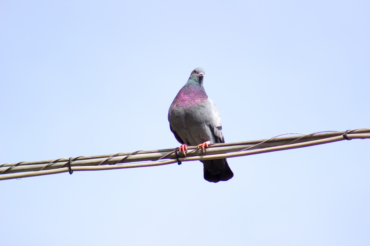 Rock Pigeon (Feral Pigeon) - ML197426771