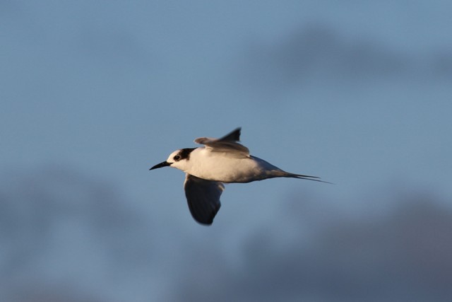 Common Tern - Alan Henry