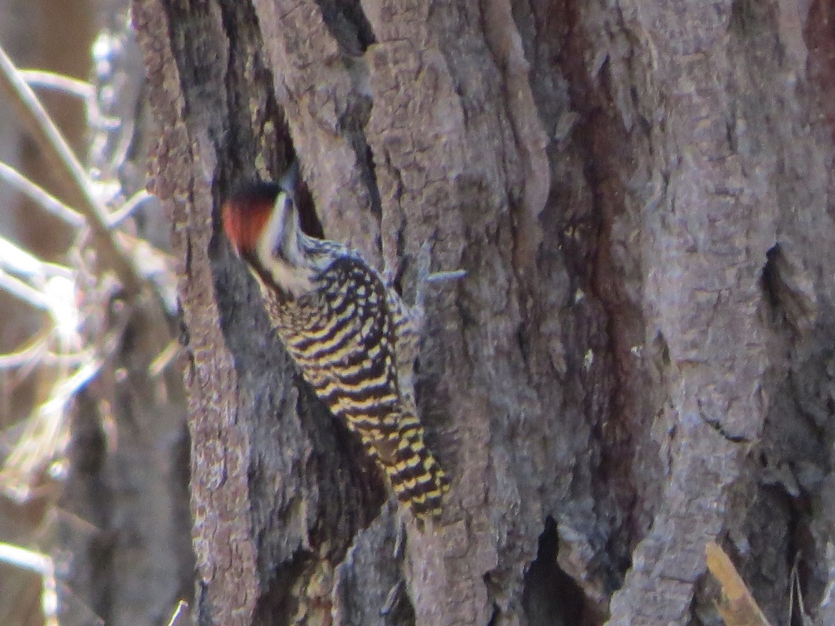 Striped Woodpecker - Nelson  Contardo