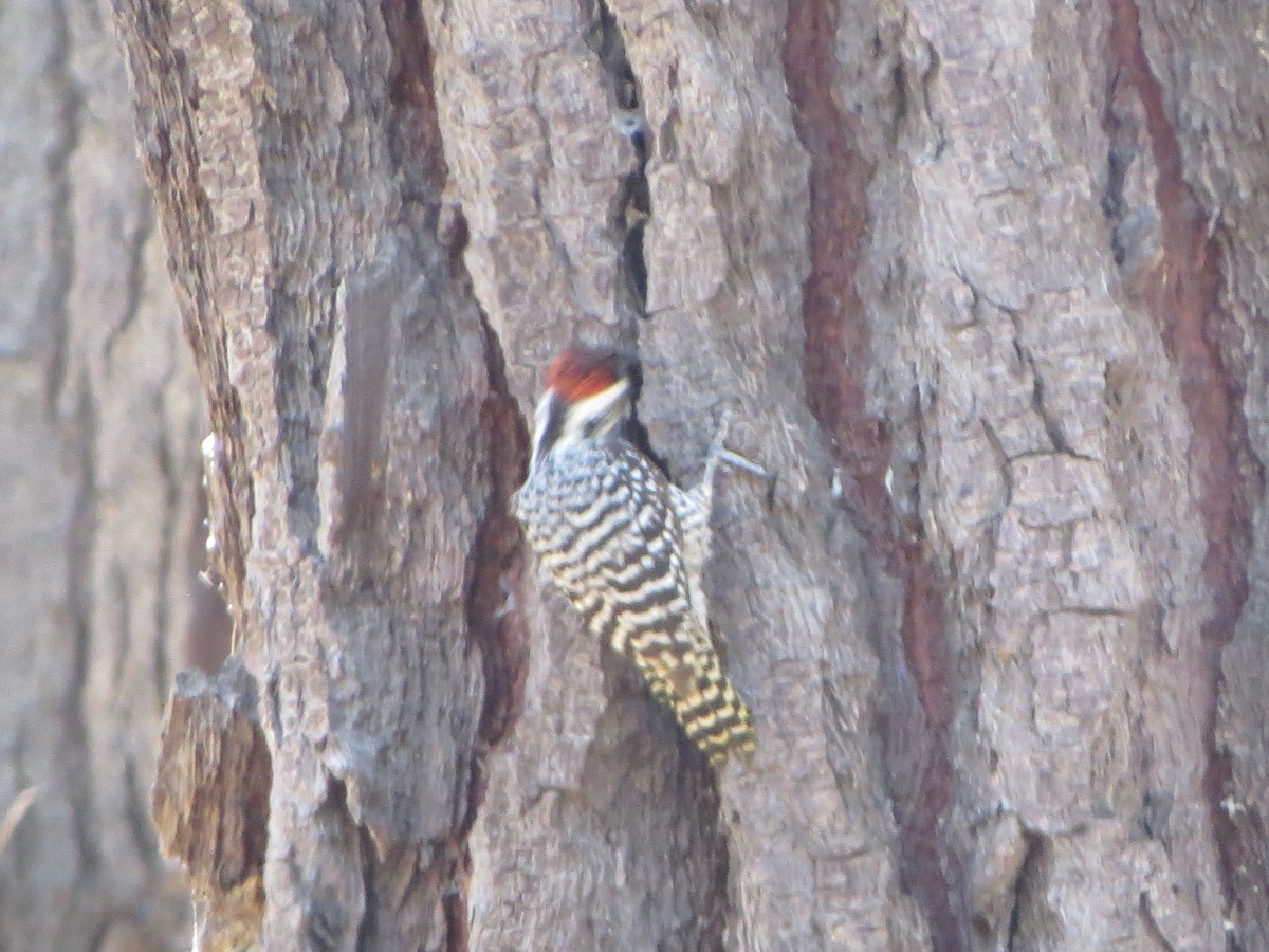 Striped Woodpecker - ML197427191