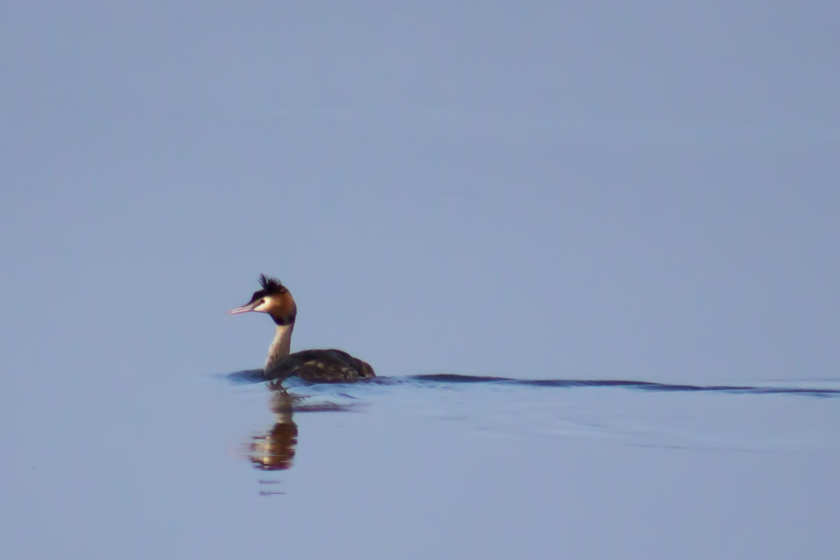 Great Crested Grebe - ML197428981