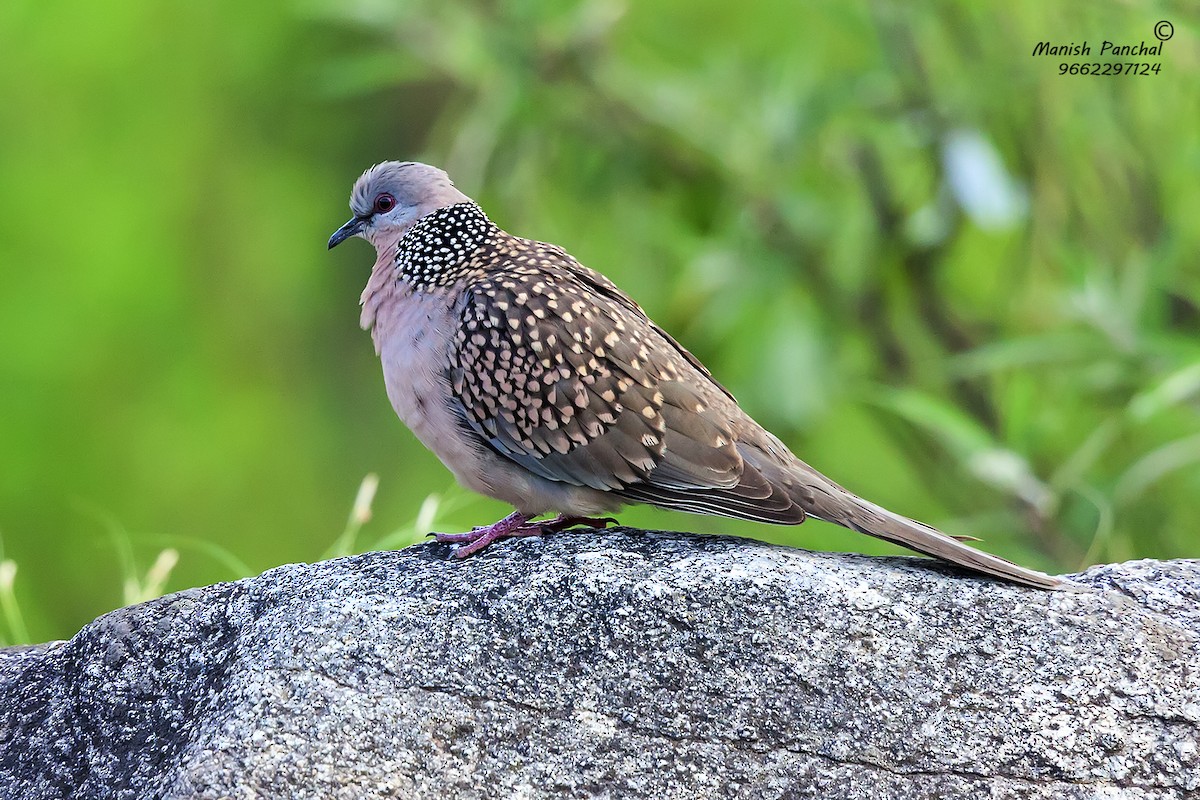 Spotted Dove - Manish Panchal