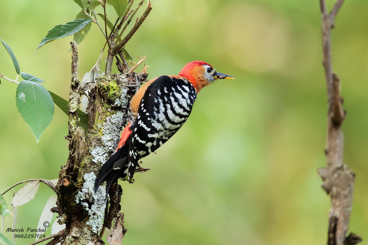 Rufous-bellied Woodpecker - Manish Panchal