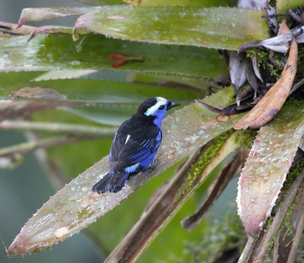 Opal-crowned Tanager - ML197433191