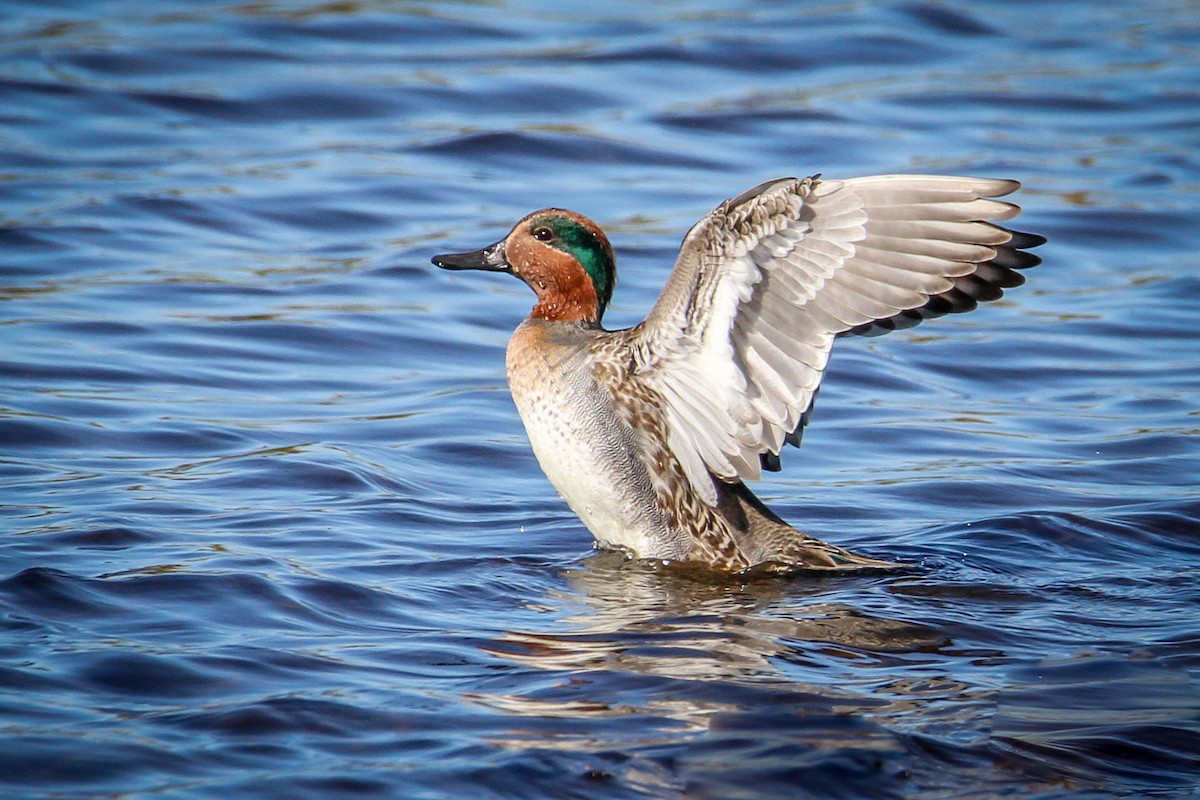 Green-winged Teal - Denise Hargrove