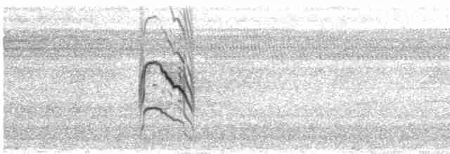  - Moustached Treeswift