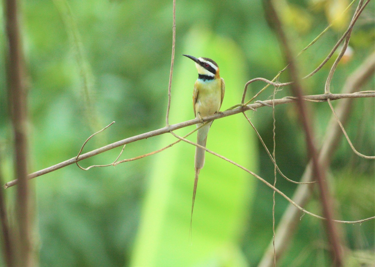 White-throated Bee-eater - Jan Harm Wiers