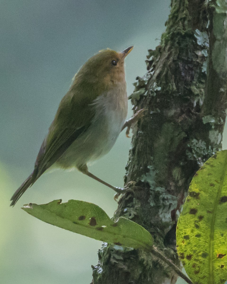 Red-faced Woodland-Warbler - Russell Cooper