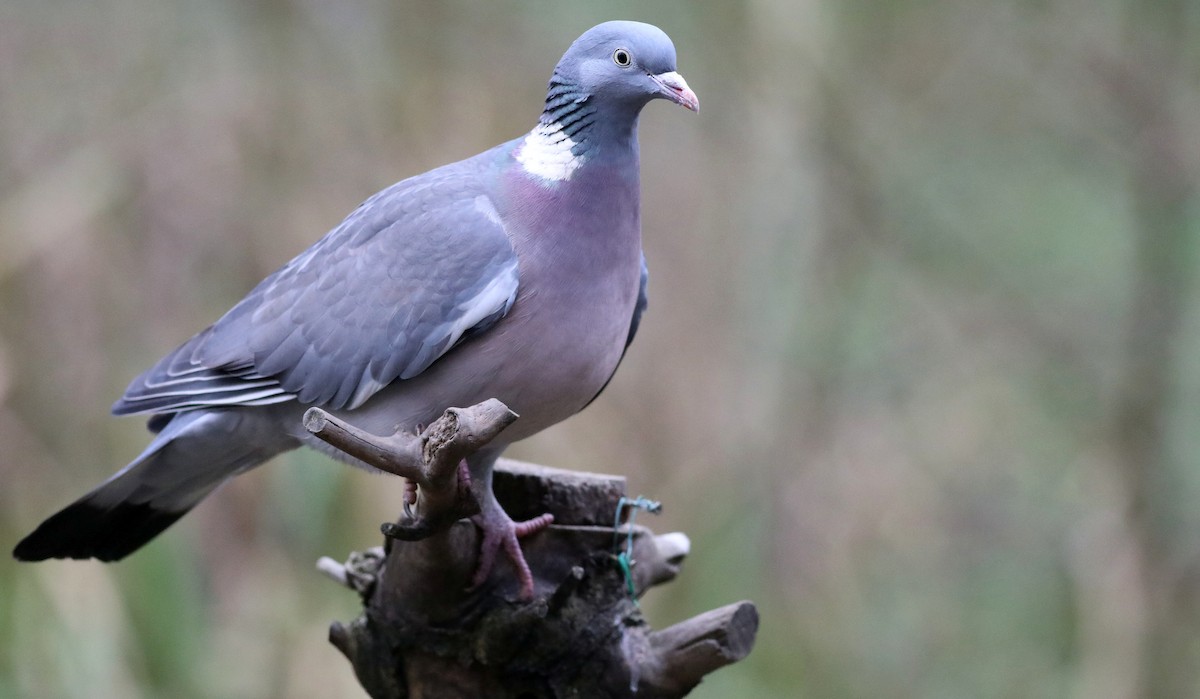 Common Wood-Pigeon - Matthew Brown