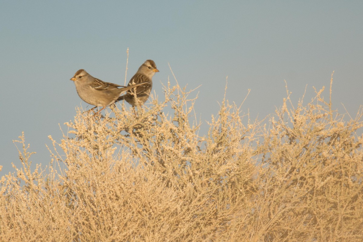 White-crowned Sparrow - ML197455221