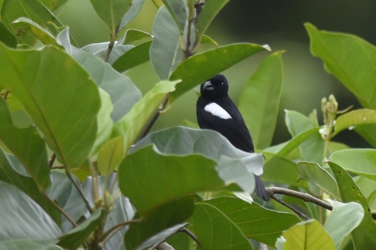 White-shouldered Tanager - ML197456981