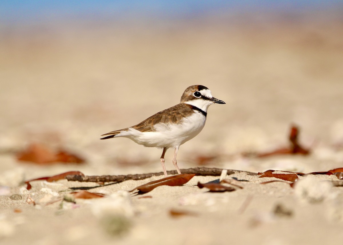 Collared Plover - ML197459581