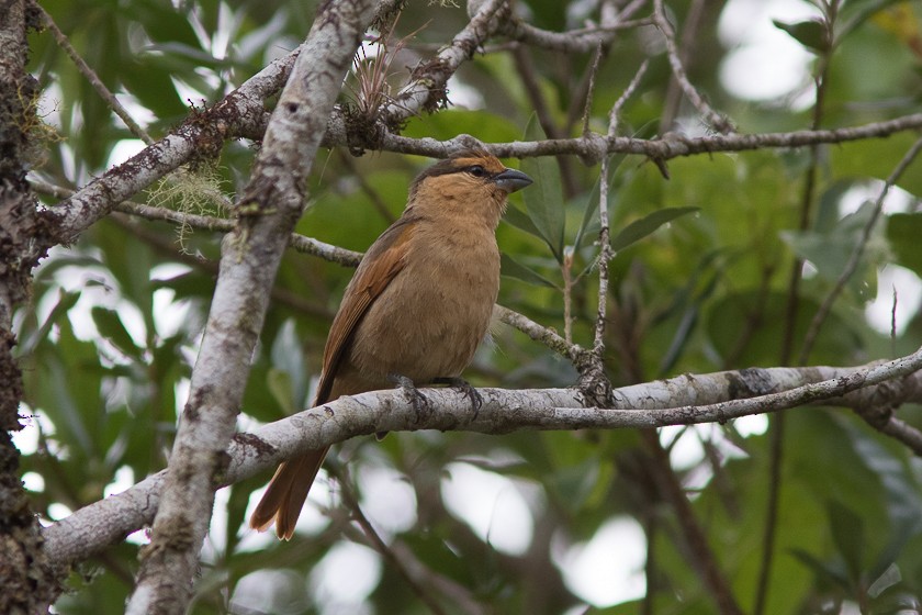 Brown Tanager - ML197462881