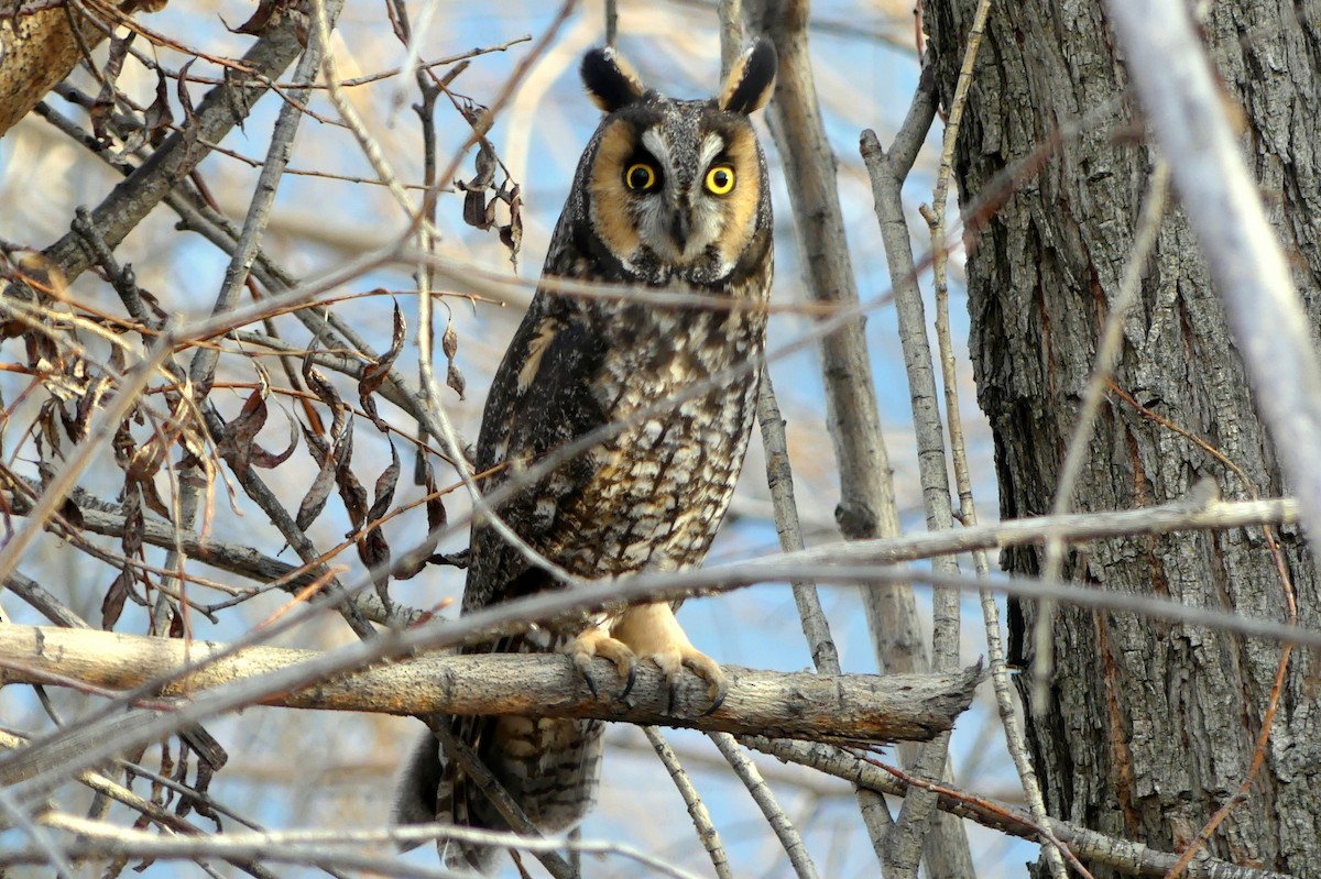 Long-eared Owl - ML197464471