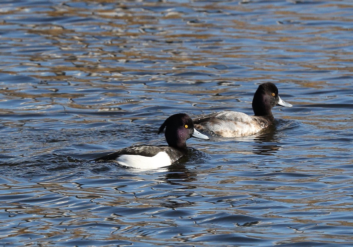 Tufted Duck - ML197464551