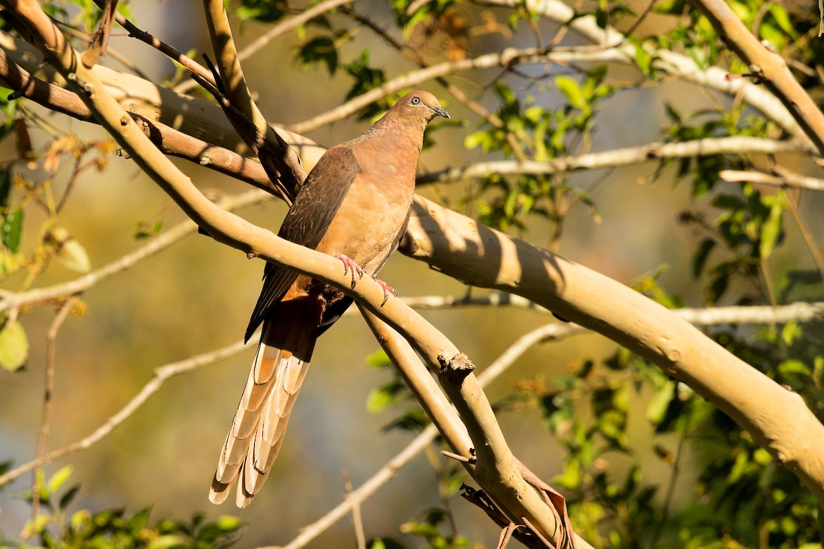 Brown Cuckoo-Dove - David Irving