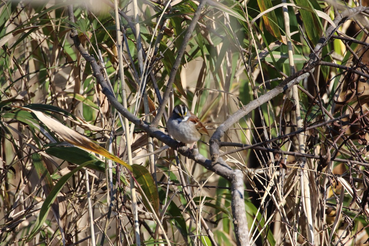 White-throated Sparrow - ML197470451