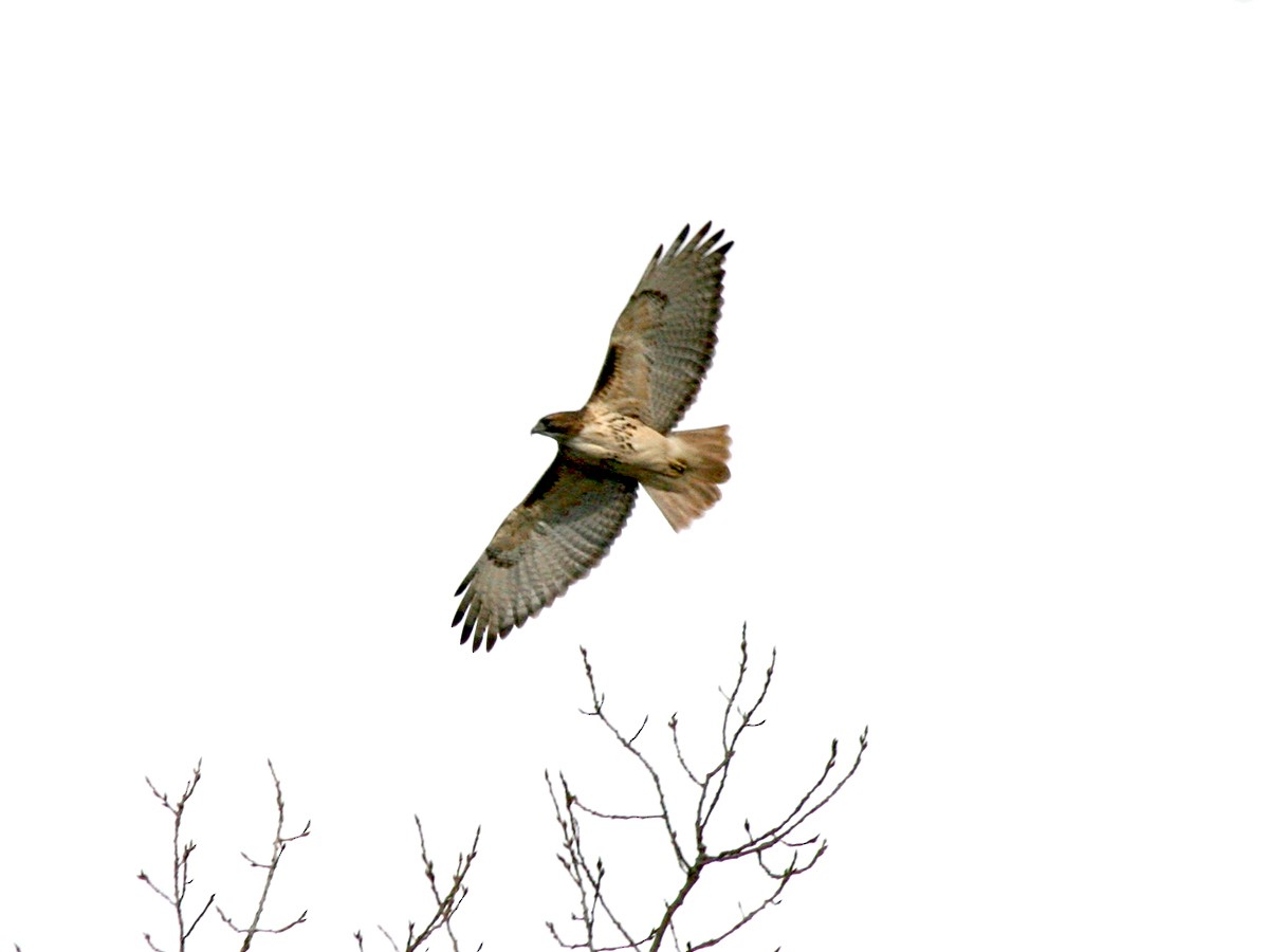 Red-tailed Hawk - ML197472311