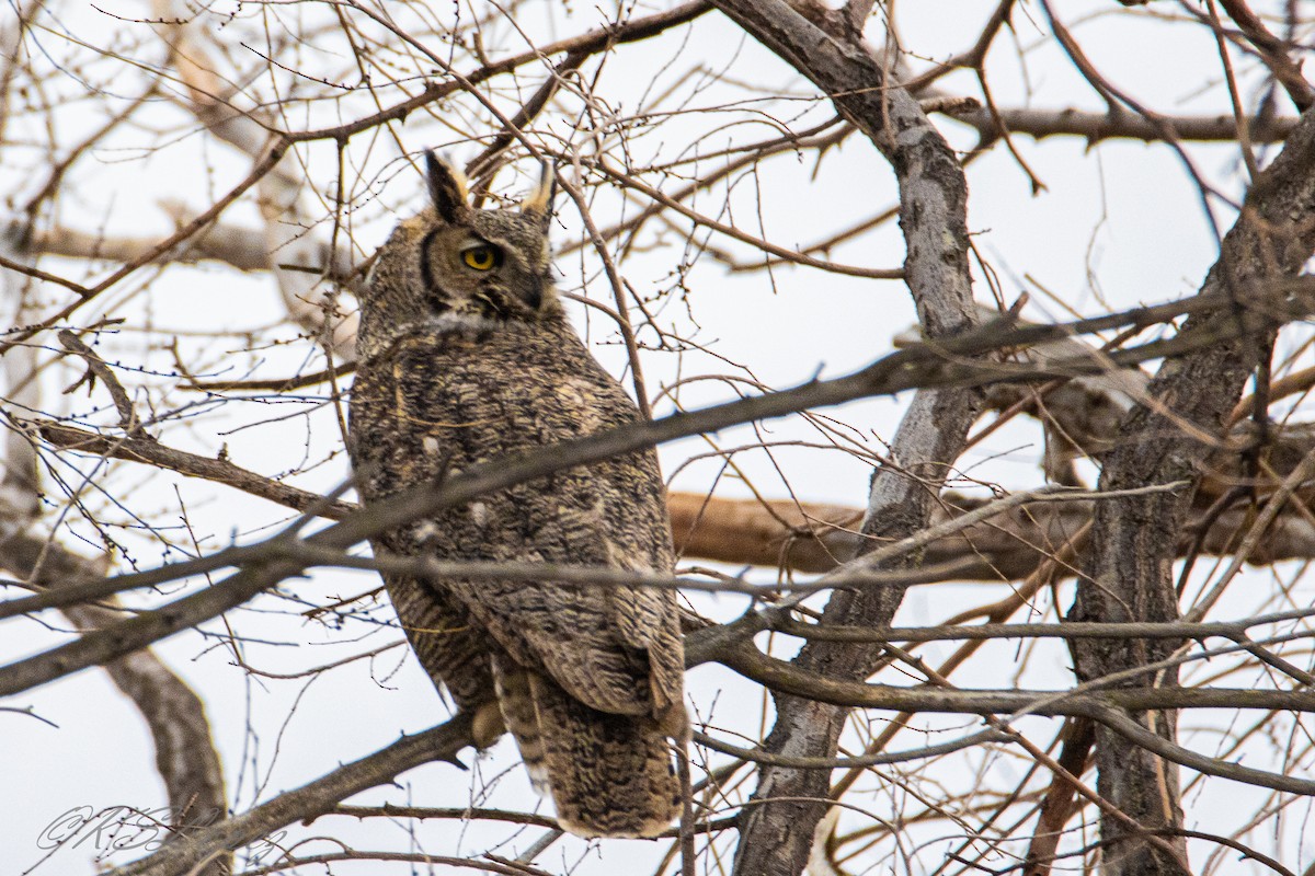 Great Horned Owl - Kathy Lopez