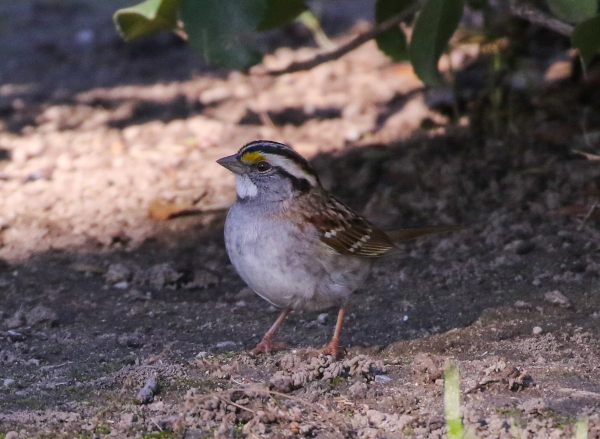 White-throated Sparrow - ML197475351