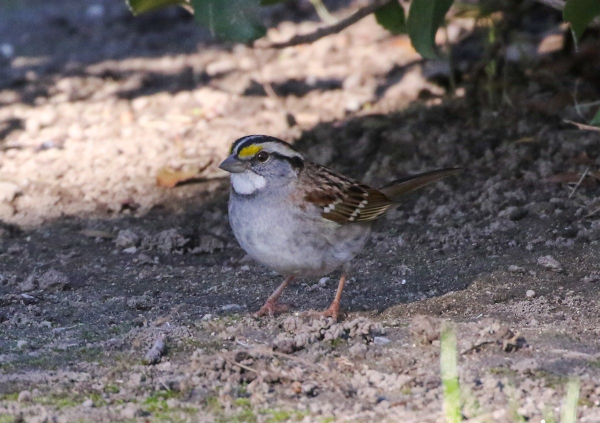 White-throated Sparrow - ML197475371