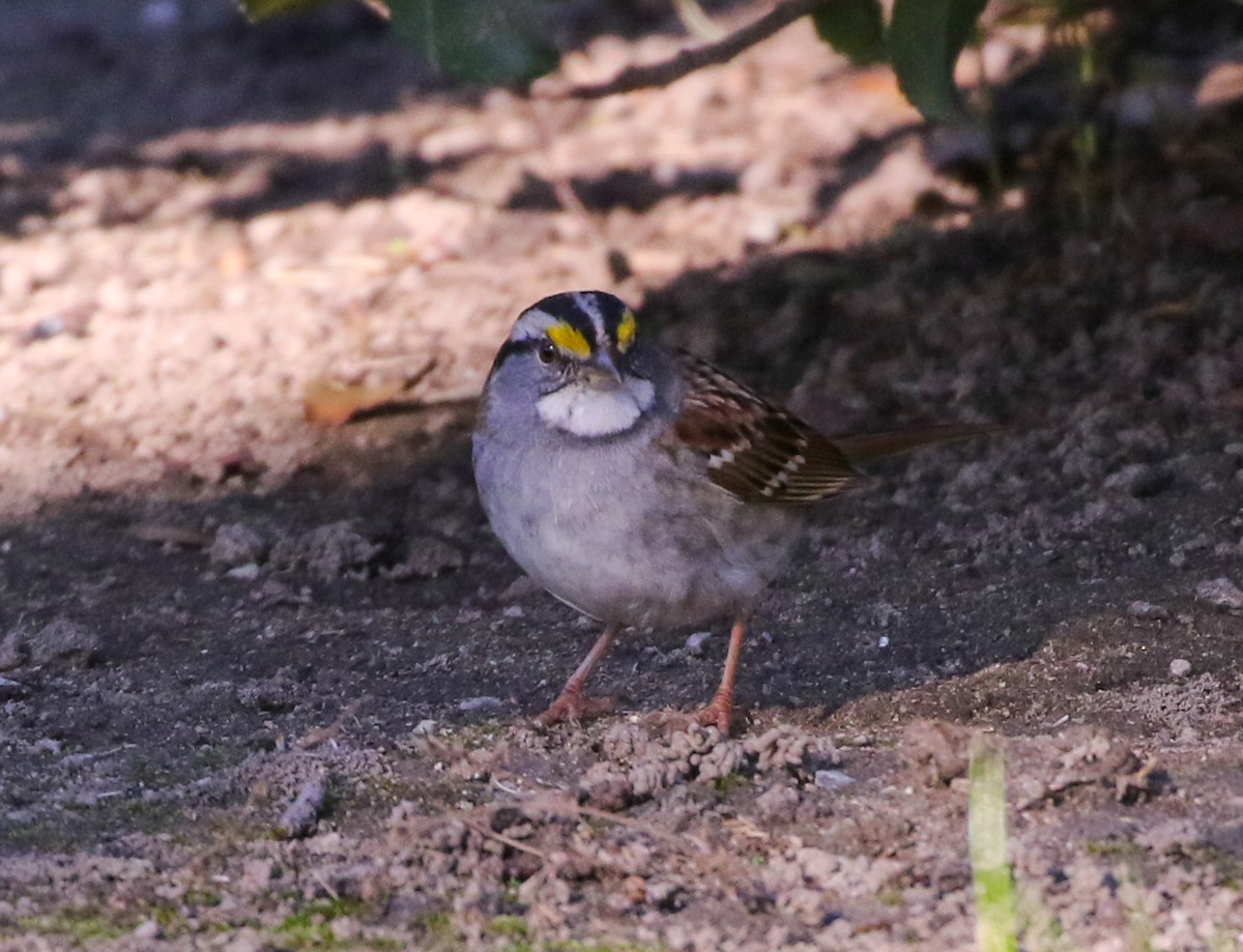 White-throated Sparrow - ML197475401