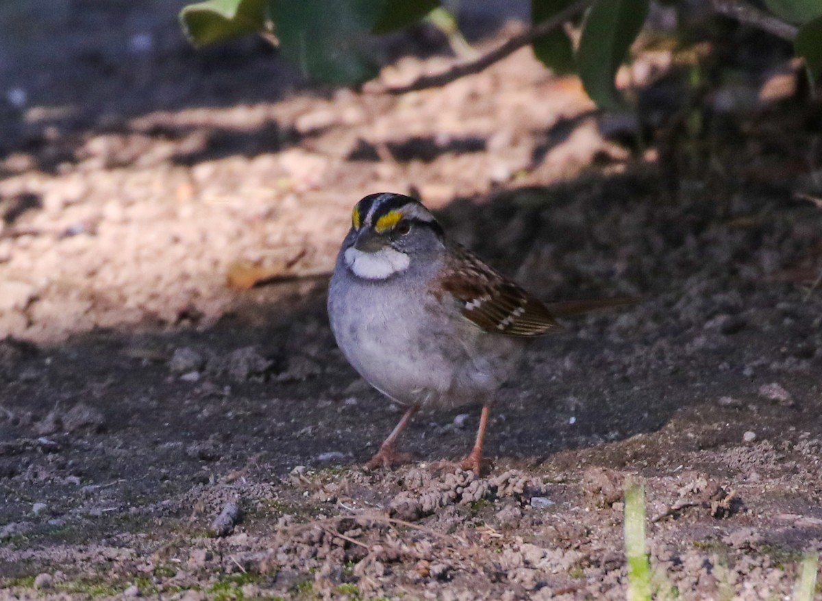 White-throated Sparrow - ML197475411