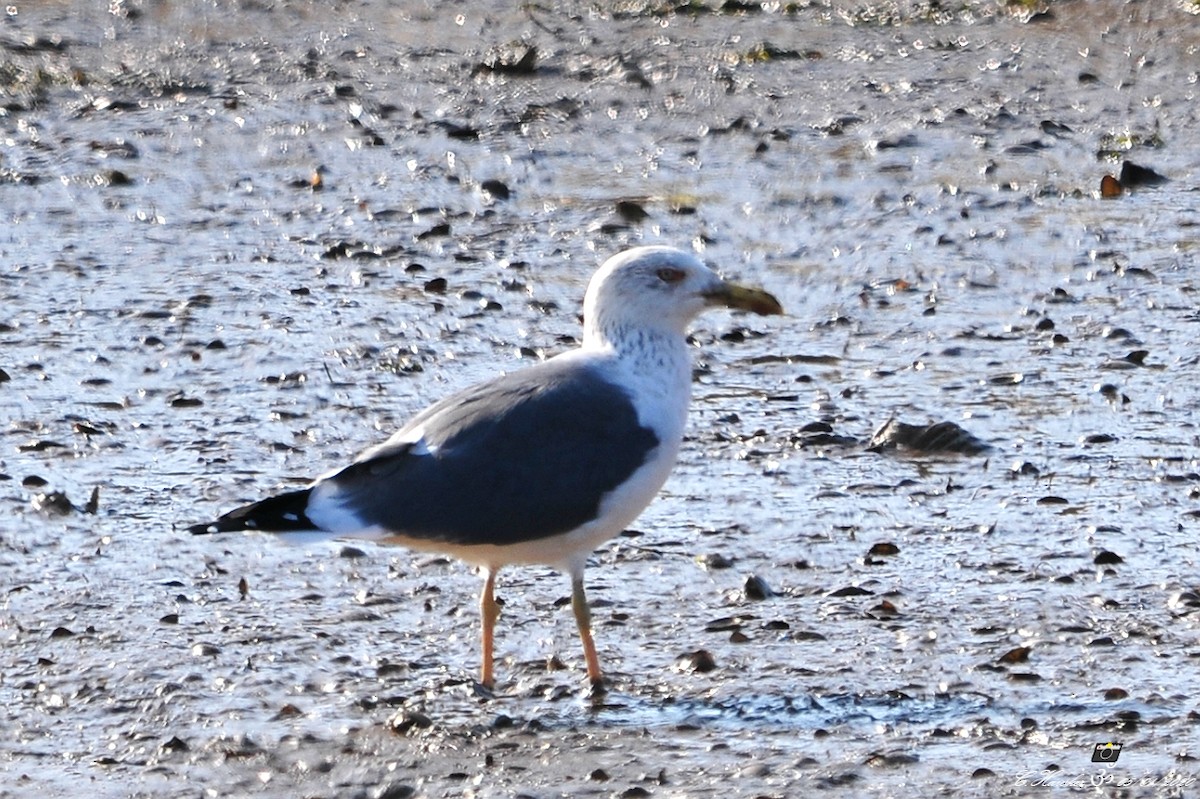 Lesser Black-backed Gull - Carl  Hawker