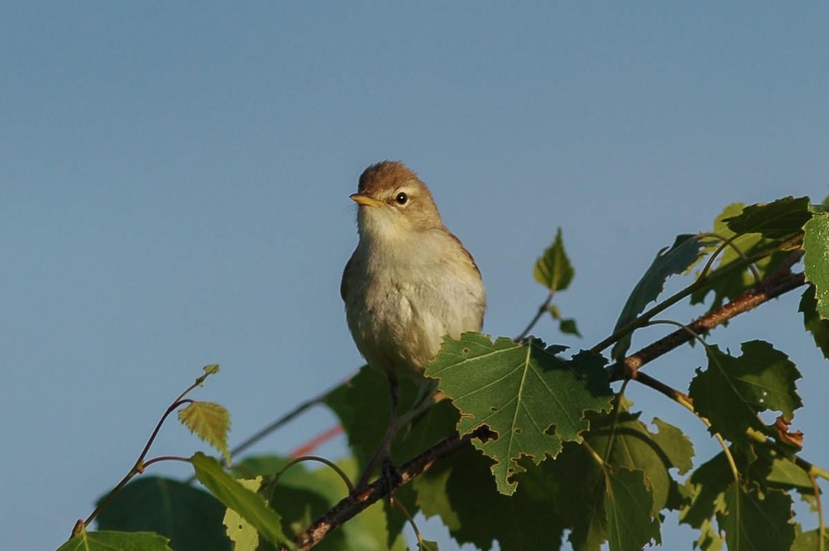Booted Warbler - Peter Kennerley