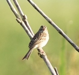 Clay-colored Sparrow - ML197478971