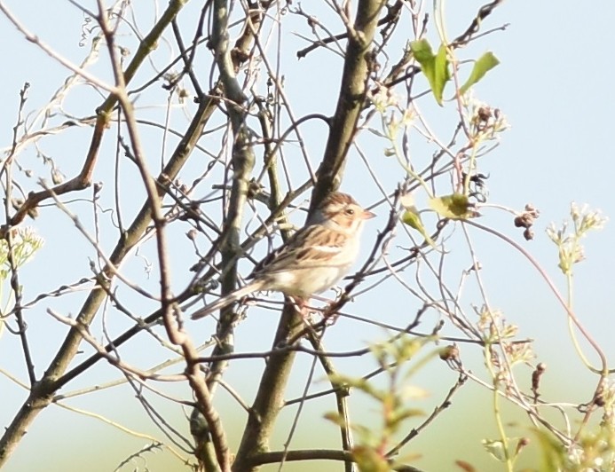 Clay-colored Sparrow - ML197479031