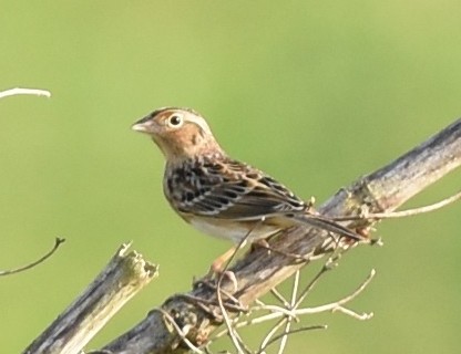 Grasshopper Sparrow - ML197479051