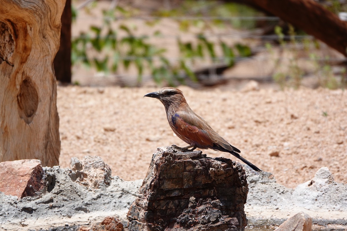 Rufous-crowned Roller - Tad Blank
