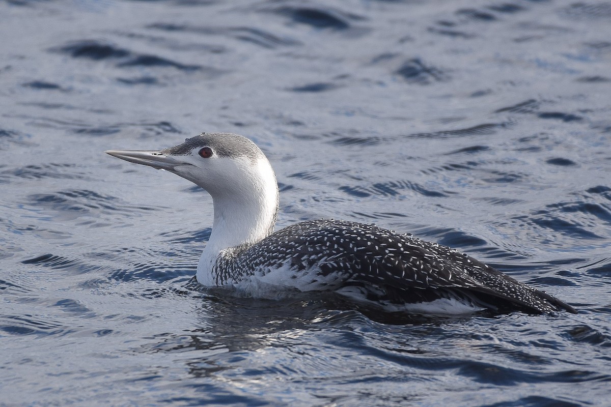 Red-throated Loon - ML197482461