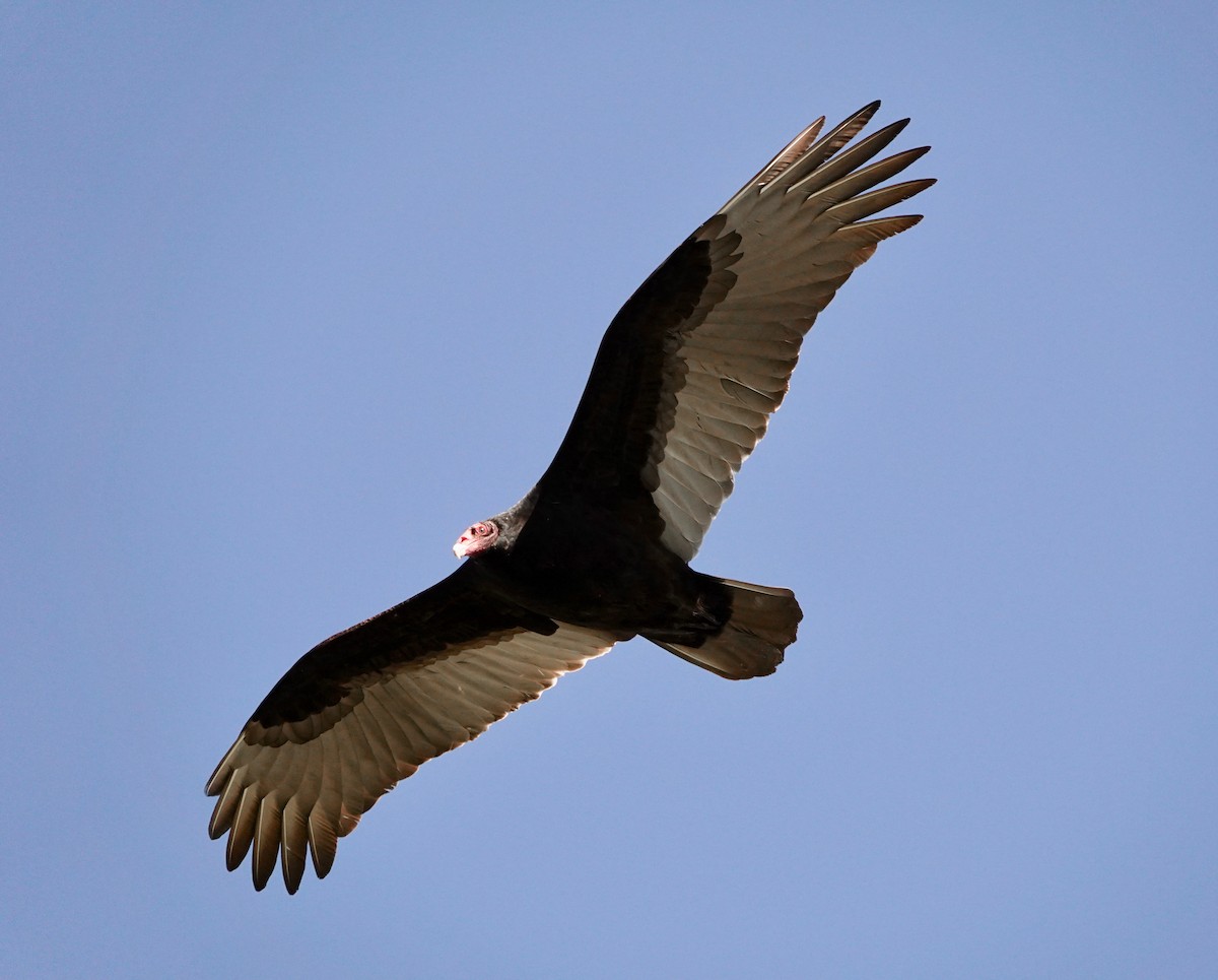 Turkey Vulture - ML197482531