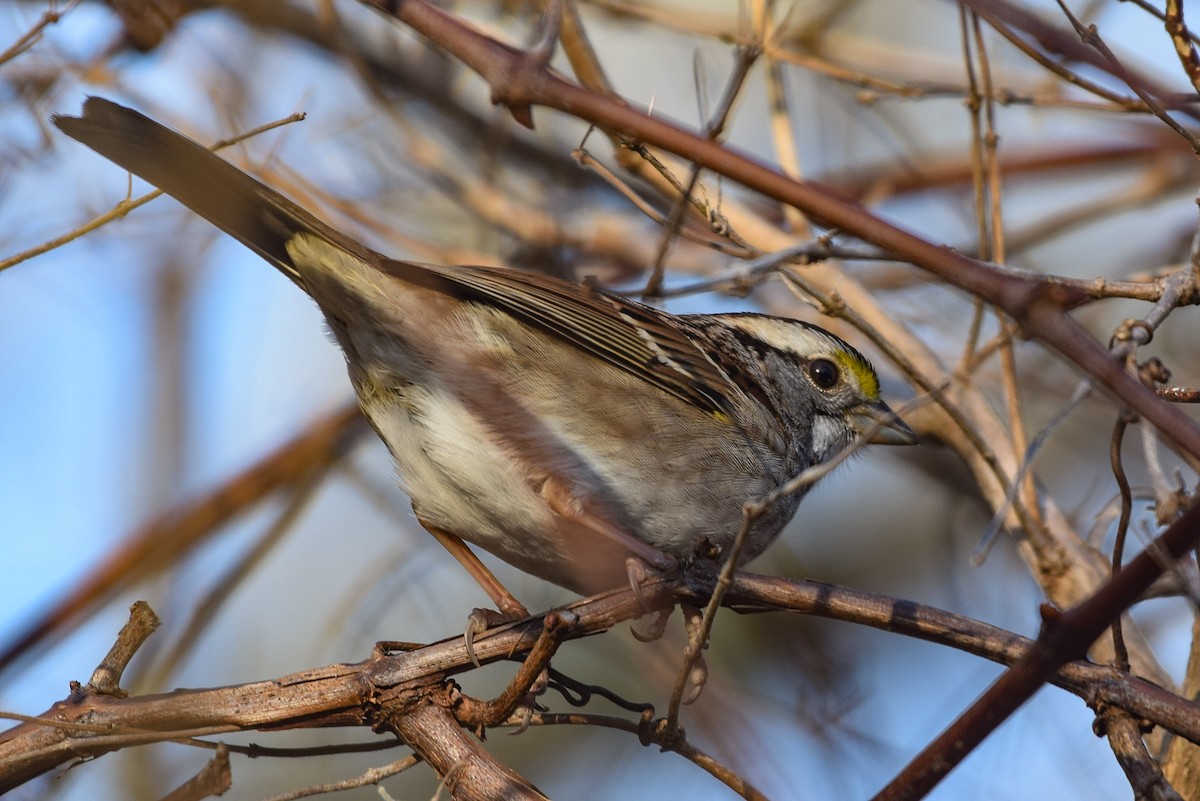 White-throated Sparrow - ML197483151