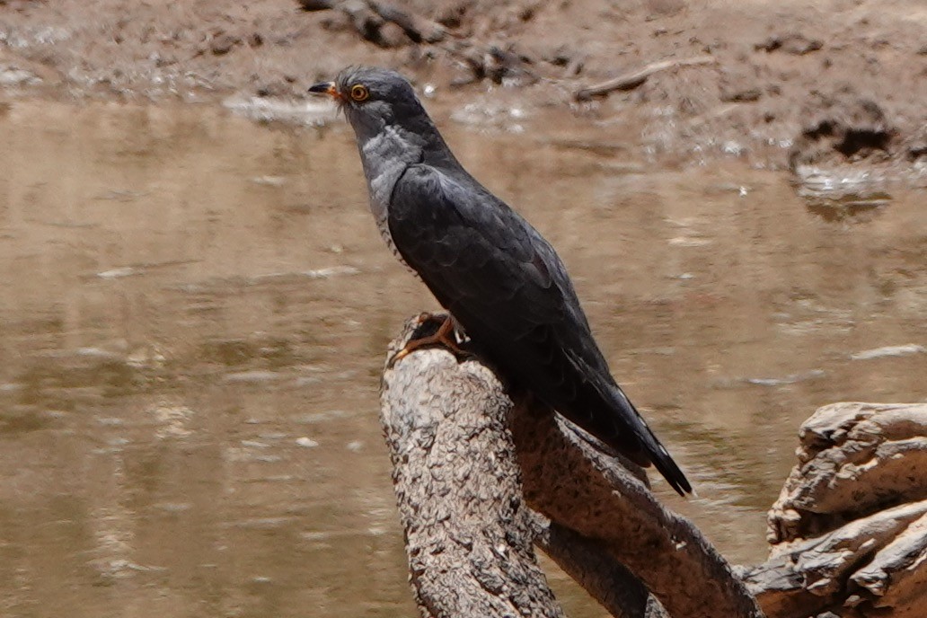 African Cuckoo - Tad Blank