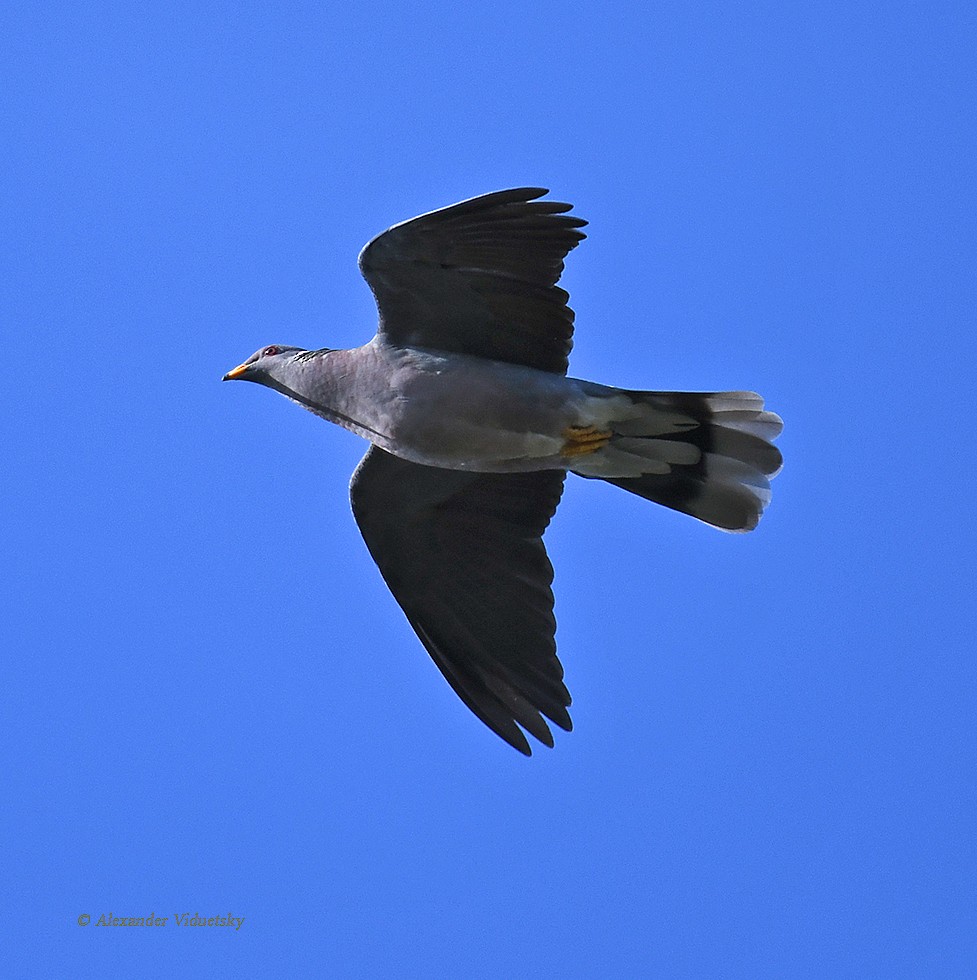 Band-tailed Pigeon - Alexander Viduetsky