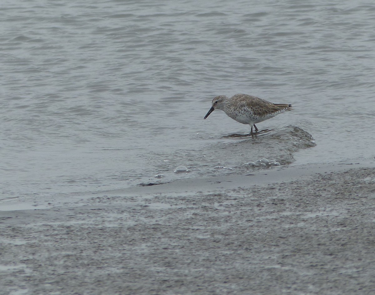 Red Knot - ML197490351