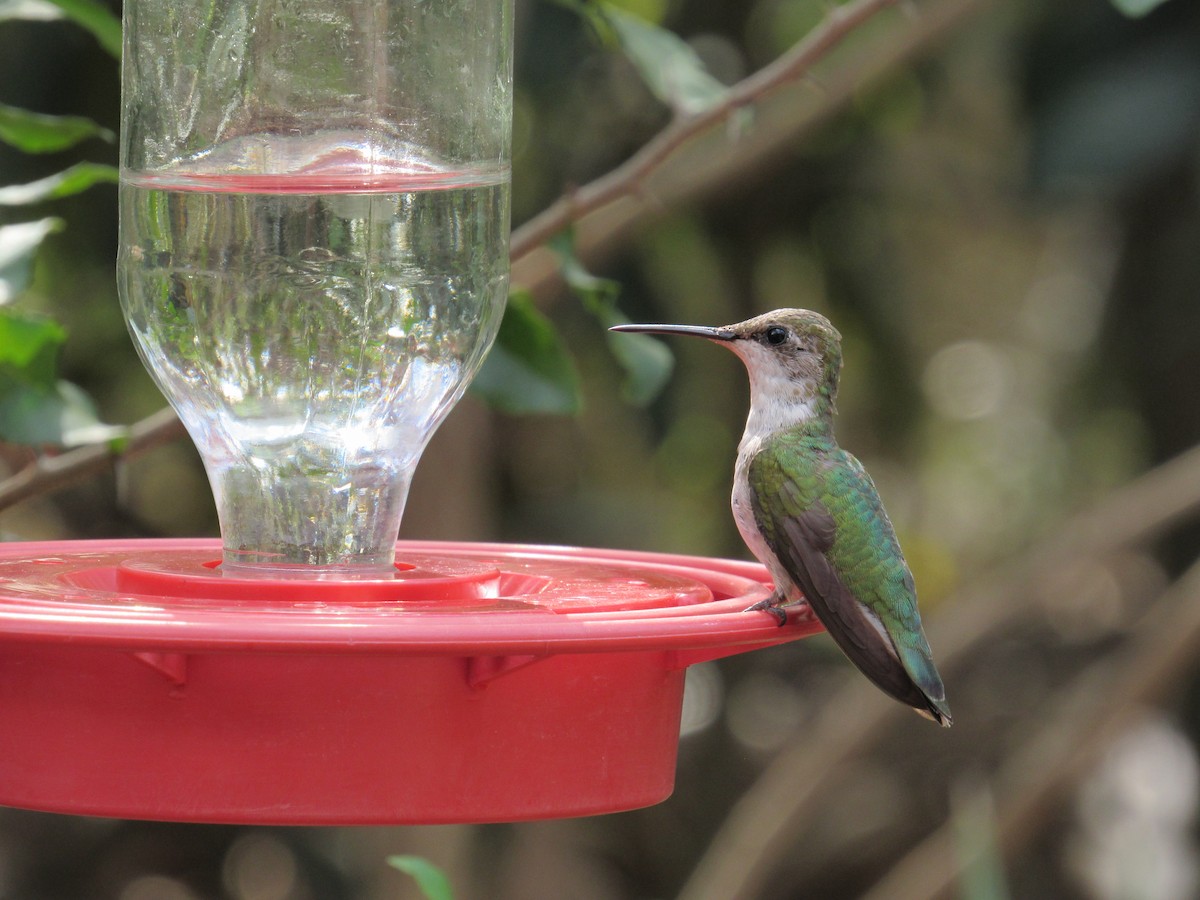 Ruby-throated Hummingbird - ML197497641