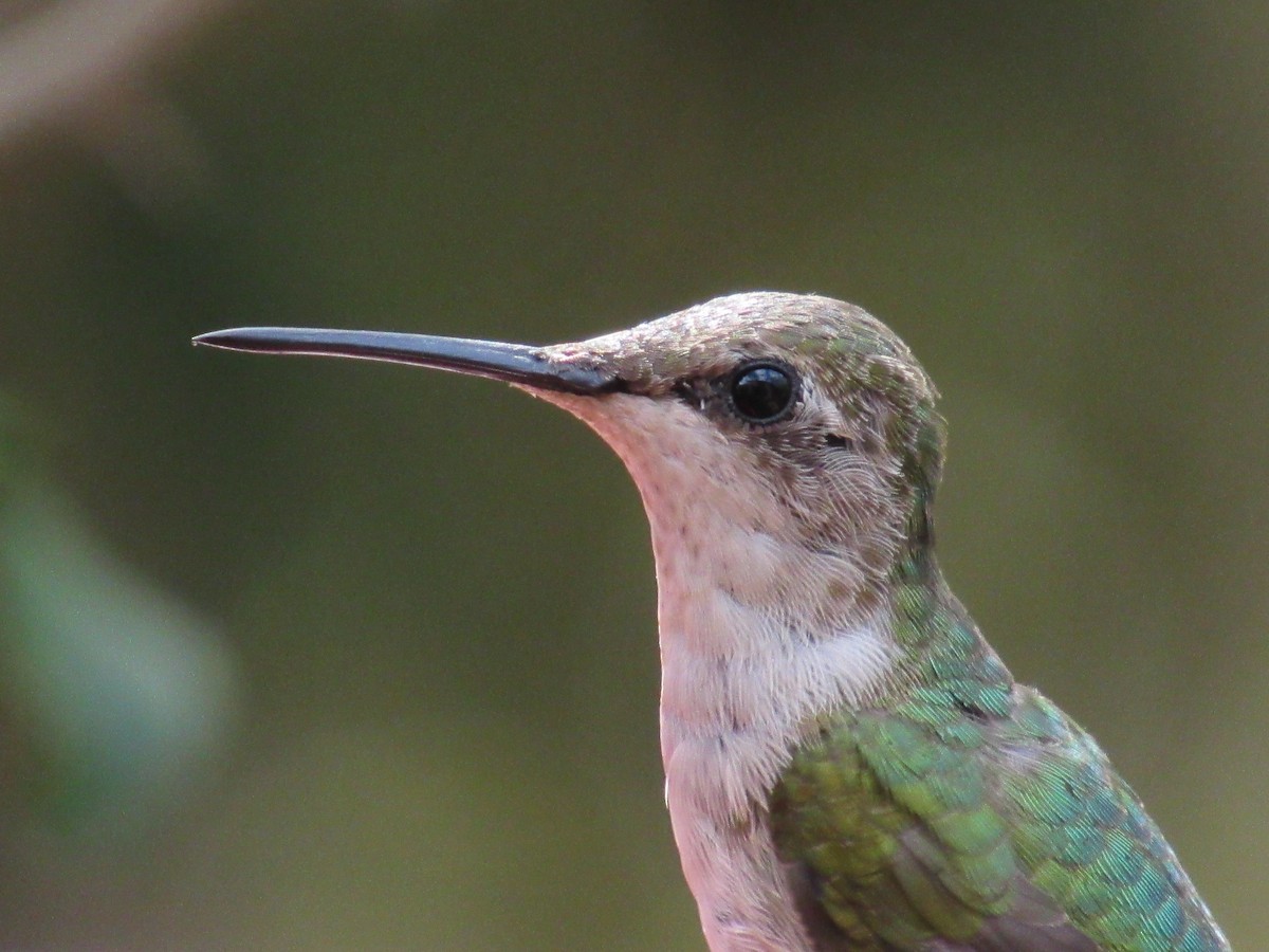 Ruby-throated Hummingbird - ML197497711