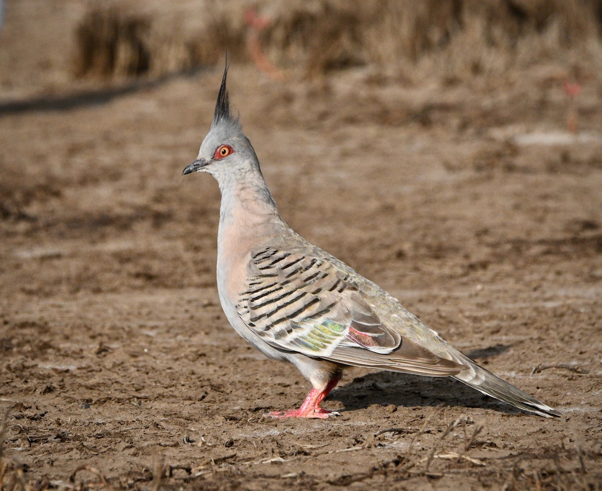 Crested Pigeon - Michael Daley