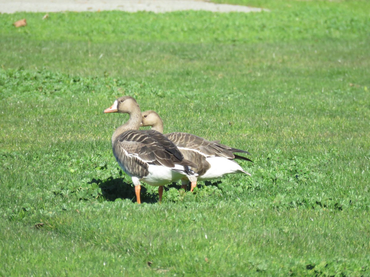 Greater White-fronted Goose - Morgan Kain