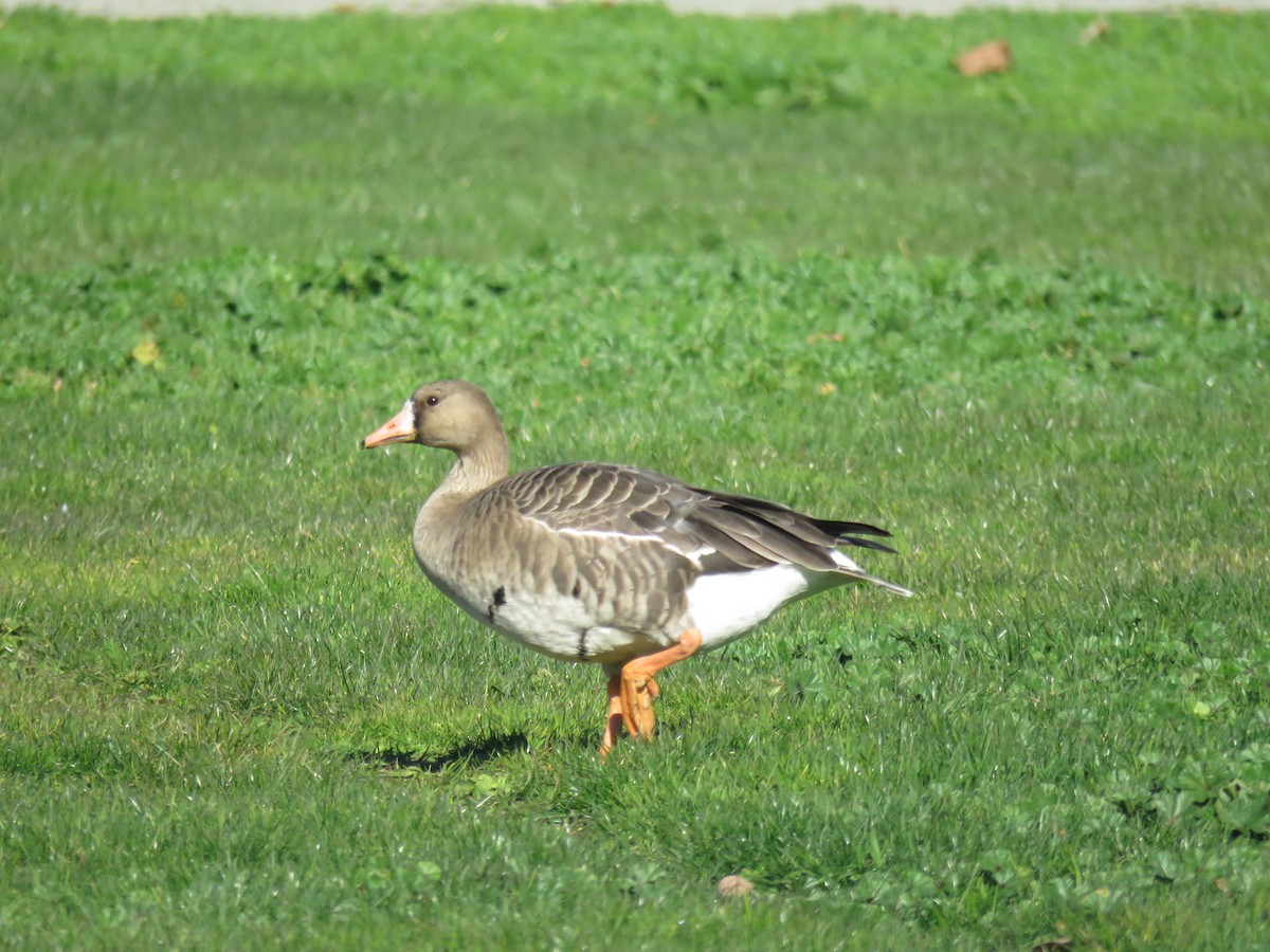 Greater White-fronted Goose - Morgan Kain