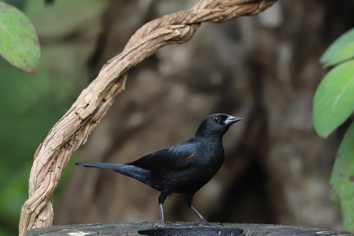 Tawny-shouldered Blackbird - ML197501201