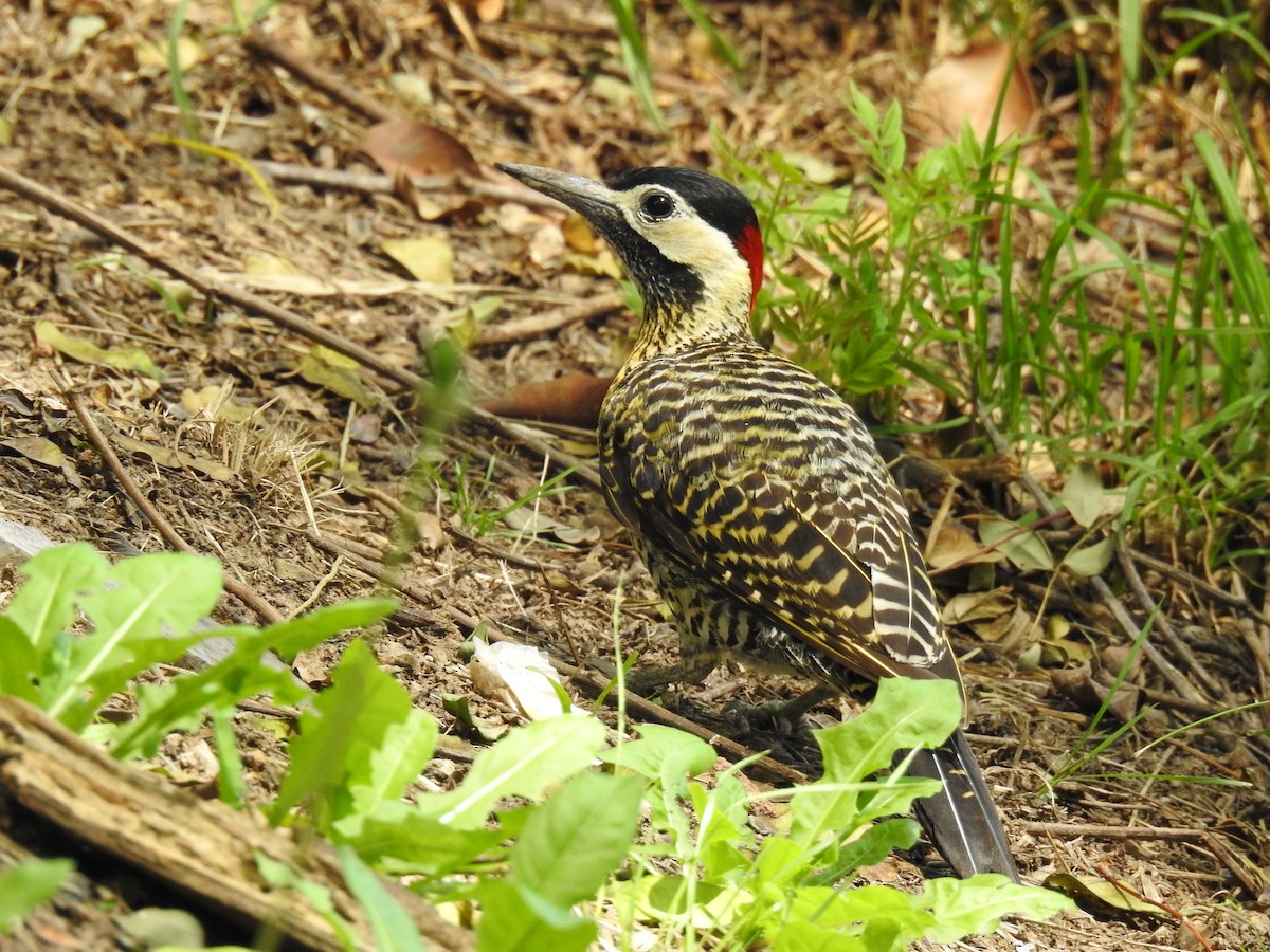 Green-barred Woodpecker - ML197505061